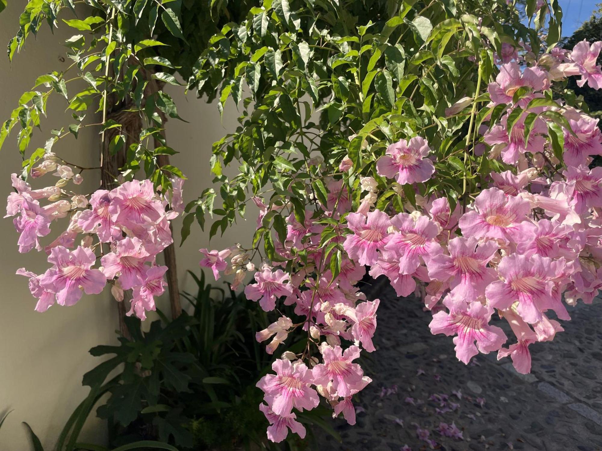 Boutique Hotel Maravilla - Marbella Benahavís Zewnętrze zdjęcie